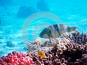 Underwater view of a tropical coral reef with Broomtail wrasse - (Cheilinus lunulatus)