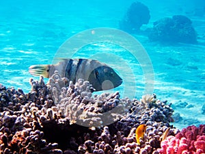 Underwater view of a tropical coral reef with Broomtail wrasse - (Cheilinus lunulatus)