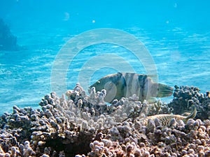 Underwater view of a tropical coral reef with Broomtail wrasse - (Cheilinus lunulatus)