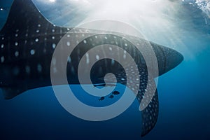 Underwater view of whale shark swimming in ocean with sun light