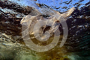 Underwater views of the Black Sea. Different objects and garbage under water, freediving.