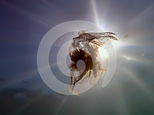 Underwater views of the Black Sea. Different objects and garbage under water, freediving.