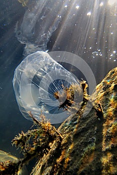 Underwater views of the Black Sea. Different objects and garbage under water, freediving.