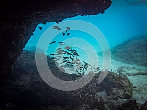 Underwater at Westpunt Curacao Views