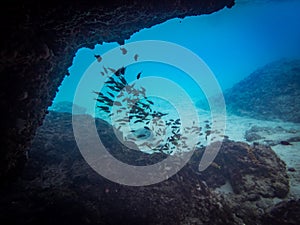 Underwater at Westpunt Curacao Views