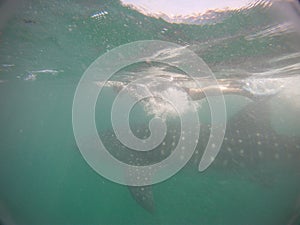 Underwater whale shark