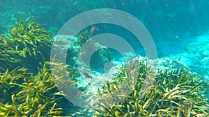 Underwater wildlife in Florida Alexander springs. Beautiful tropical cave nature with fresh water vegetation