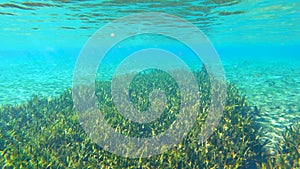 Underwater wildlife with fresh water grass vegetation. Florida Alexander Springs underwater landscape. Beautiful