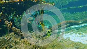 Underwater wildlife with fresh water vegetation and wild fish. Florida springs underwater landscape. Beautiful tropical