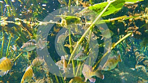 Underwater wildlife with fresh water vegetation and wild fish. Florida springs underwater landscape. Beautiful tropical