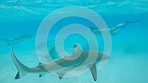 UNDERWATER: Woman snorkeling in turquoise ocean swims behind blacktip sharks.