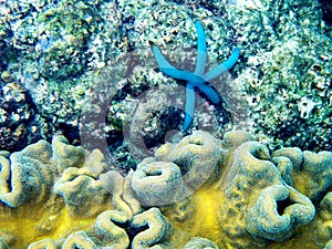 Underwater world. Blue starfish, yellow sea anemone in South Pacific Ocean. Blue green Damsels, corals, beautiful underwater world