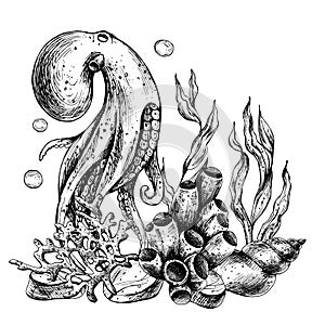 Underwater world clipart with sea animals octopus, shells, coral and algae. Graphic illustration hand drawn in black ink