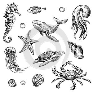 Underwater world clipart with sea animals whale, turtle, octopus, seahorse, starfish, shells, coral and algae. Graphic