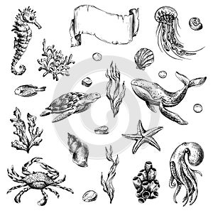 Underwater world clipart with sea animals whale, turtle, octopus, seahorse, starfish, shells, coral and algae. Graphic