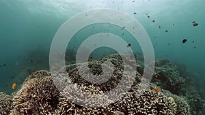 Underwater world with colorful fish and corals.