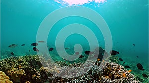 Underwater world with coral reef and fish.