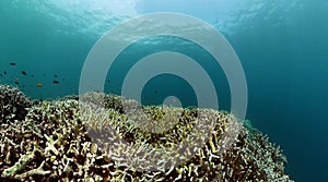 Underwater world with coral reef and fish. Marine sanctuary. photo
