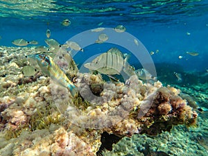 Underwater world. Coral reef and fishes in Mediterranean sea Algeria, fish, Wild life animal.