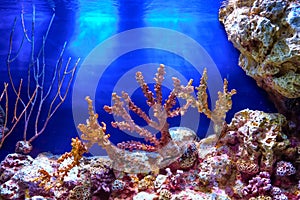 Underwater world. Coral reef and fishes sea coral reefs creatures in a huge aquarium.
