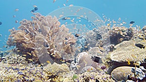 The underwater world of a coral reef. Leyte, Philippines.