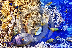 Underwater world with corals and tropical fish.