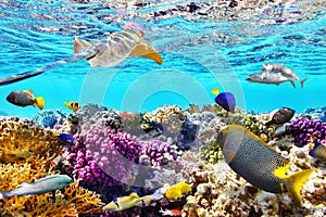 Underwater world with corals and tropical fish.