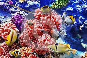 Underwater world with corals and tropical fish.