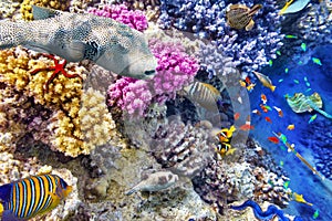 Underwater world with corals and tropical fish.