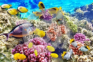 Underwater world with corals and tropical fish.