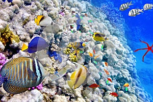 Underwater world with corals and tropical fish.