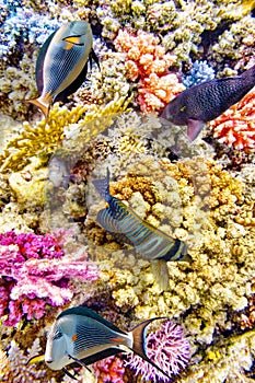 Underwater world with corals and tropical fish.