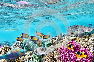 Underwater world with corals and tropical fish.