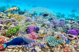 Underwater world with corals and tropical fish.