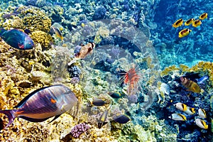 Underwater world with corals and tropical fish.