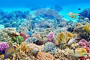 Underwater world with corals and tropical fish.