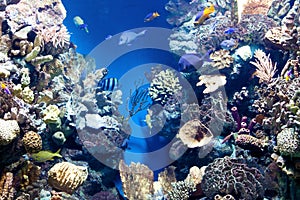 Underwater world with corals and tropical fish.