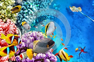 Underwater world with corals and tropical fish.