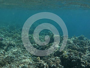 The underwater world of Dahab. Coral reef with fish in the Red Sea. Dahab, South Sinai Governorate, Egypt