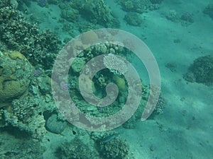 The underwater world of Dahab. Coral reef with fish in the Red Sea. Dahab, South Sinai Governorate, Egypt