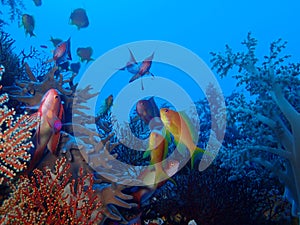 Underwater world in deep water in coral reef and plants flowers flora in blue world marine wildlife, Fish, corals and sea creature