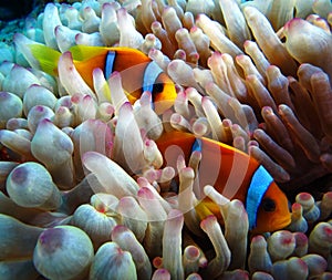 Underwater world in deep water in coral reef and plants flowers flora in blue world marine wildlife, Fish, corals and sea creature