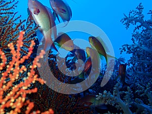 Underwater world in deep water in coral reef and plants flowers flora in blue world marine wildlife, Fish, corals and sea creature