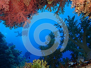 Underwater world in deep water in coral reef and plants flowers flora in blue world marine wildlife, Fish, corals and sea creature photo