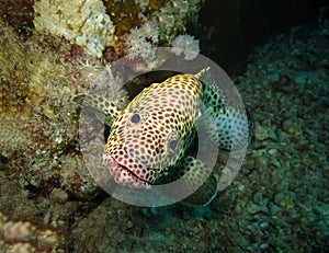 Underwater world in deep water in coral reef and plants flowers flora in blue world marine wildlife, travel nature beauty, sharks