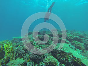 Underwater world in deep water in coral reef and plants flowers flora in blue world marine wildlife, diver