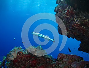 Underwater world in deep water in coral reef and plants flowers flora in blue world marine wildlife, Fish, corals, barracuda