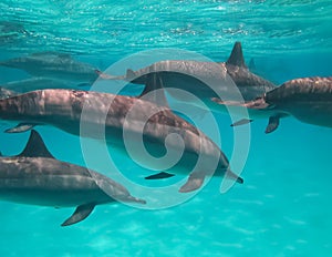 Underwater world in deep water in coral reef and plants flowers flora in blue world marine wildlife, Fish, corals, dolphins