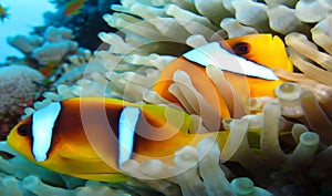 Underwater world in deep water in coral reef and plants flowers flora in blue world marine wildlife, Fish, corals, dolphins