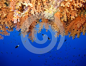 Underwater world in deep water in coral reef and plants flowers flora in blue world marine wildlife, Fish, corals, dolphins